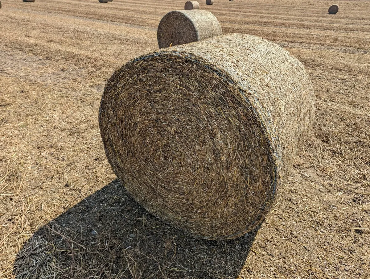 Pea straw in well-packed 4x4s - Image 4