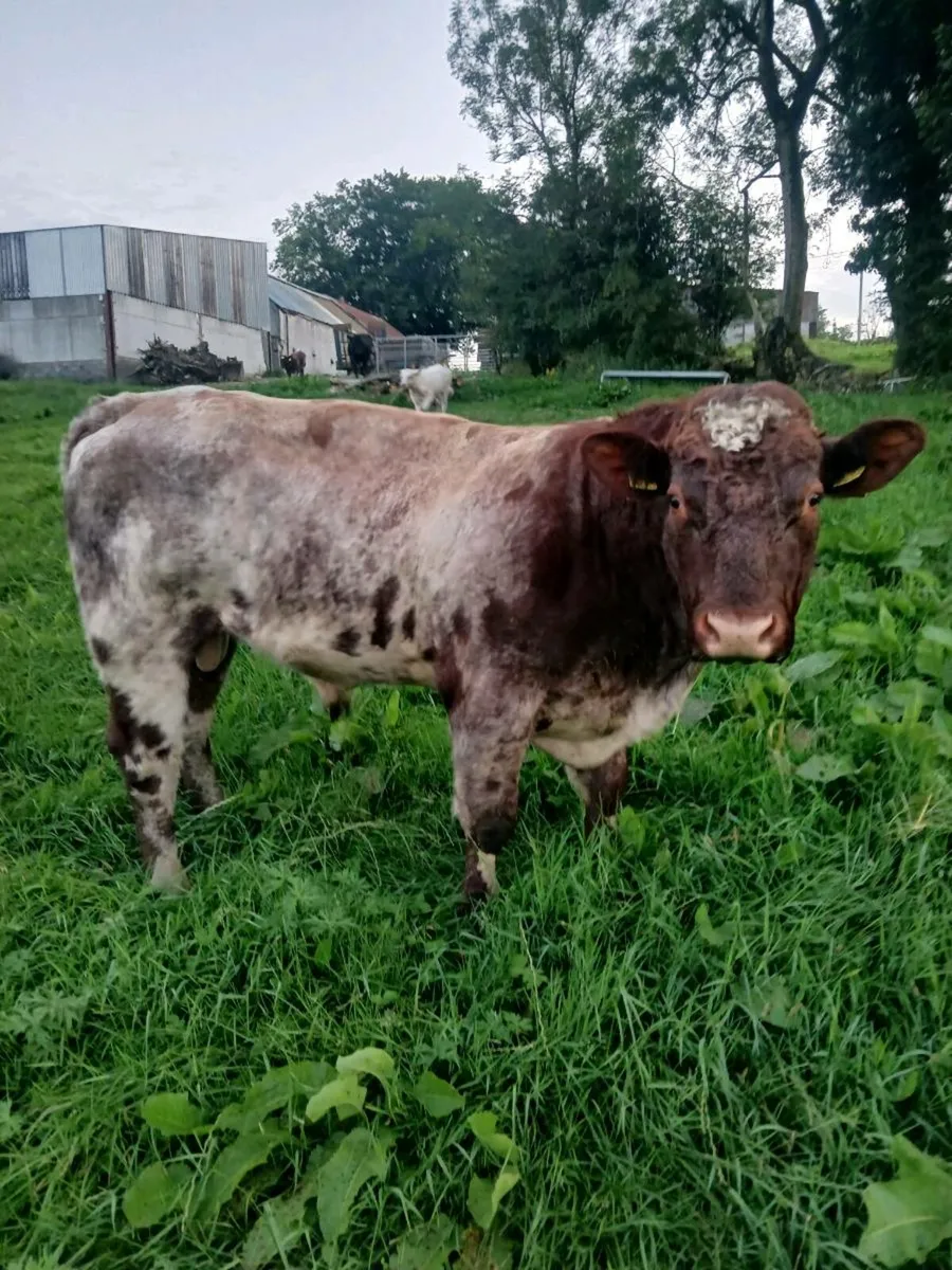 Shorthorn Bull - Image 1