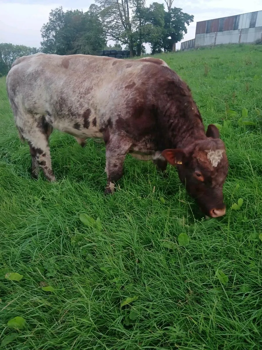 Shorthorn Bull - Image 2