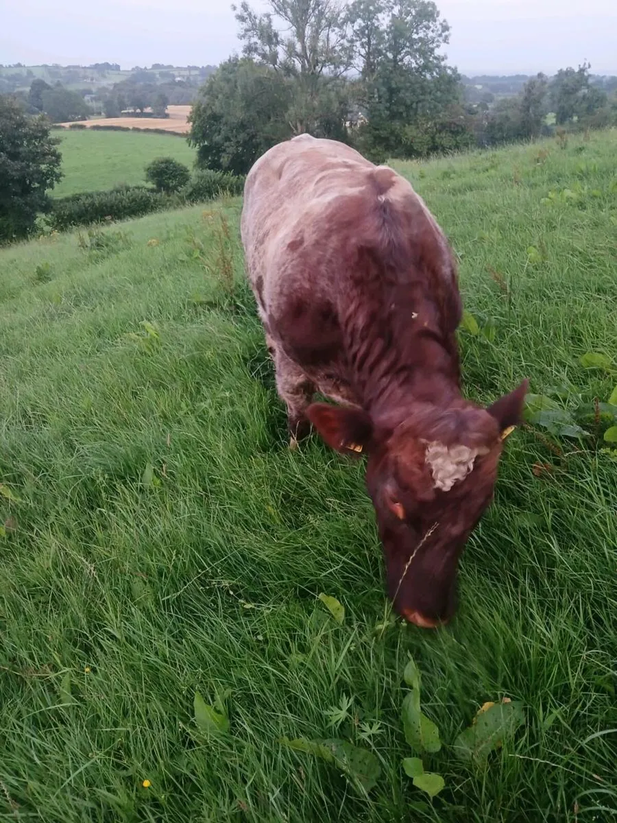 Shorthorn Bull - Image 3