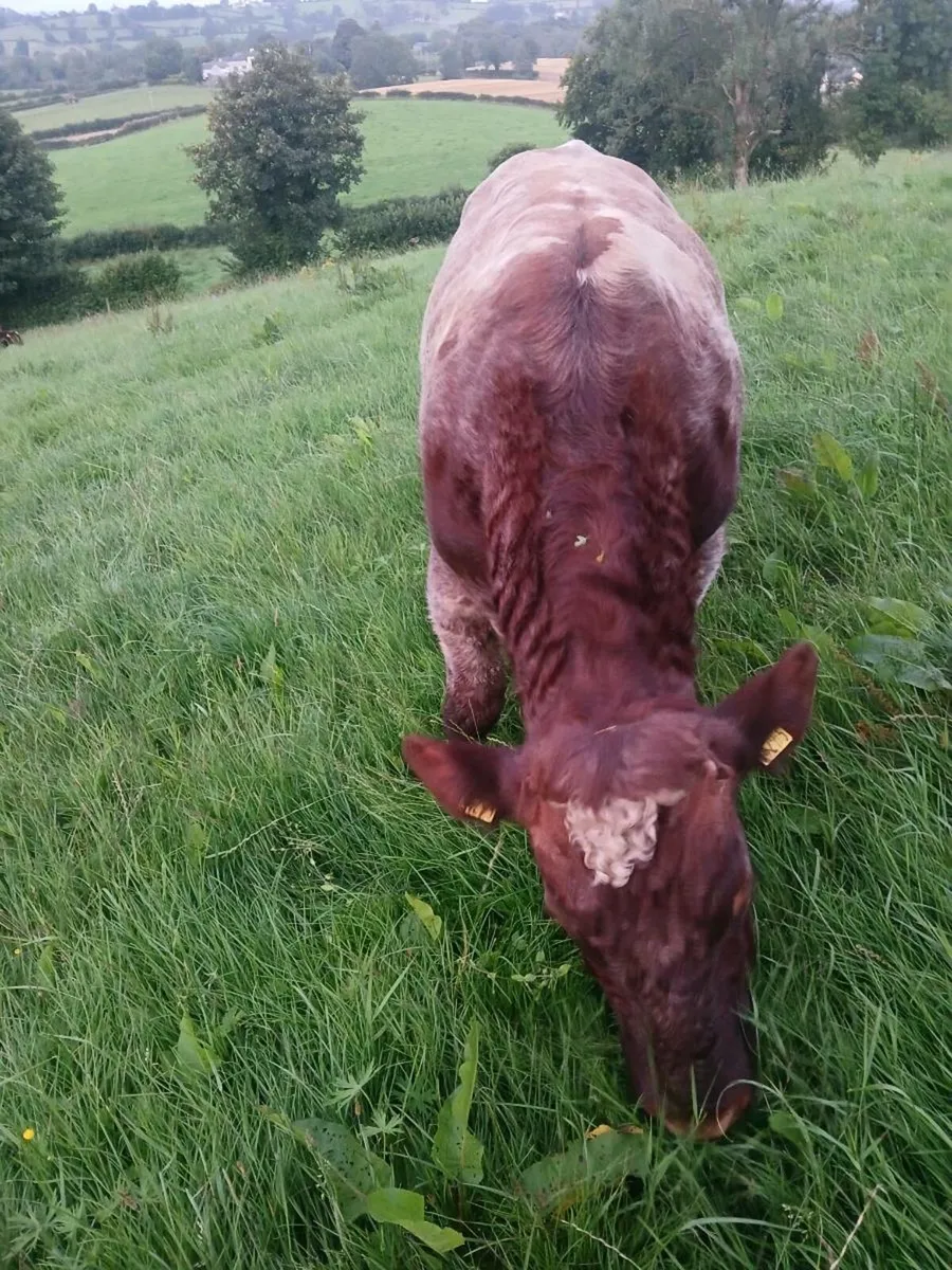 Shorthorn Bull - Image 4