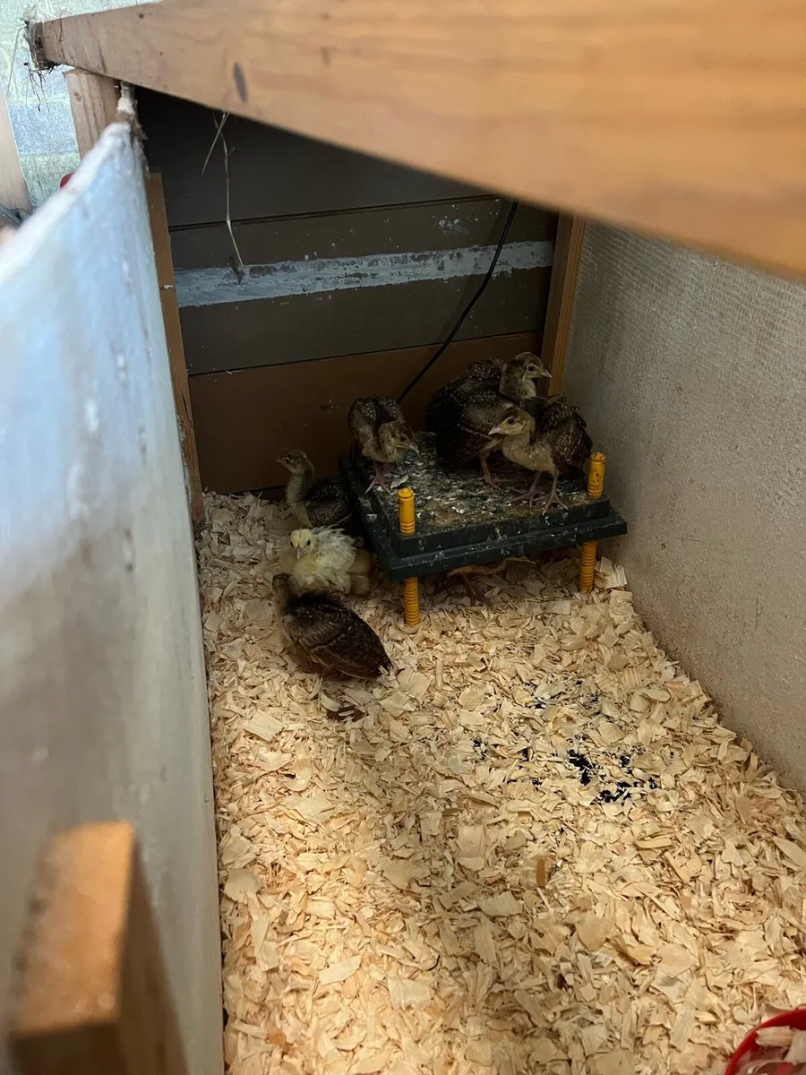 Peafowl eggs and chicks - Image 1