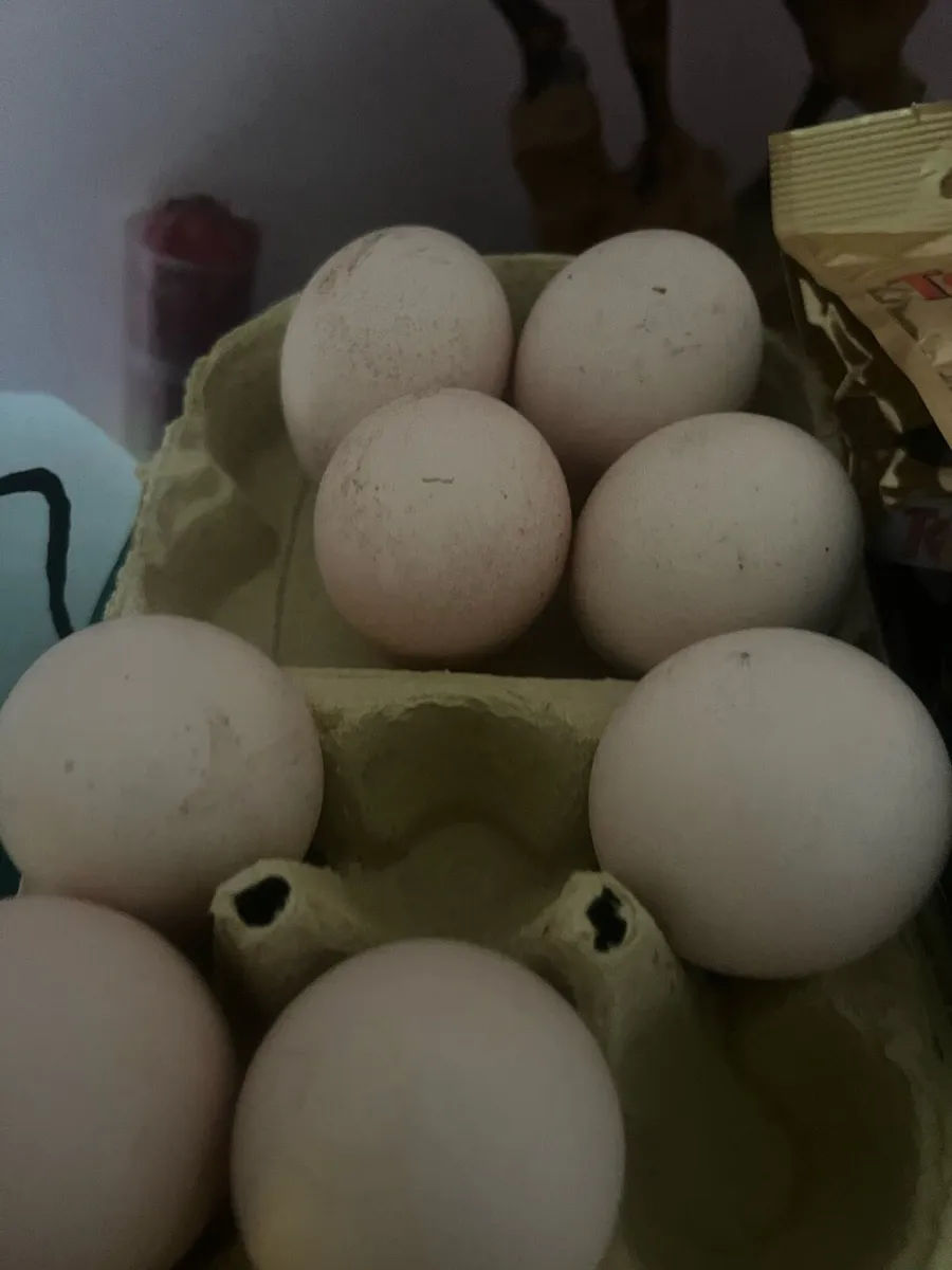 Peafowl eggs and chicks - Image 2