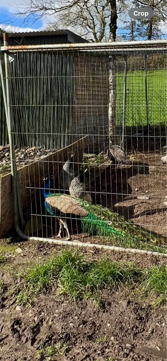 Peafowl eggs and chicks - Image 3