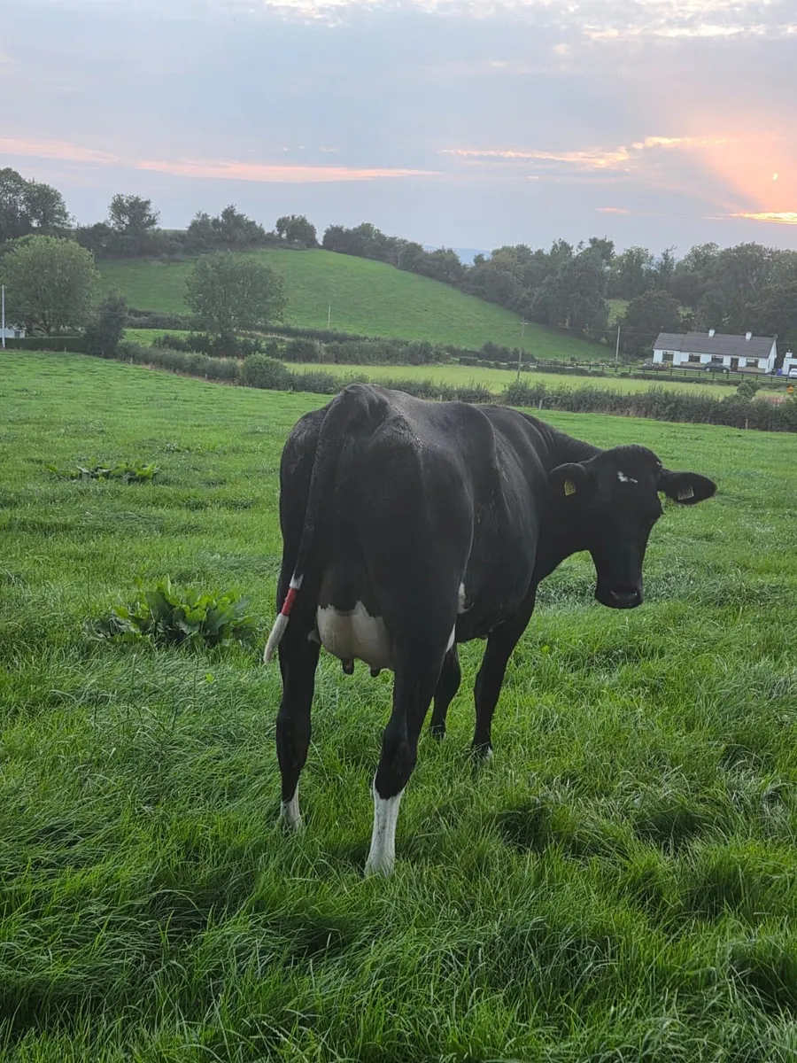 Calved heifer with 3 teats - Image 1