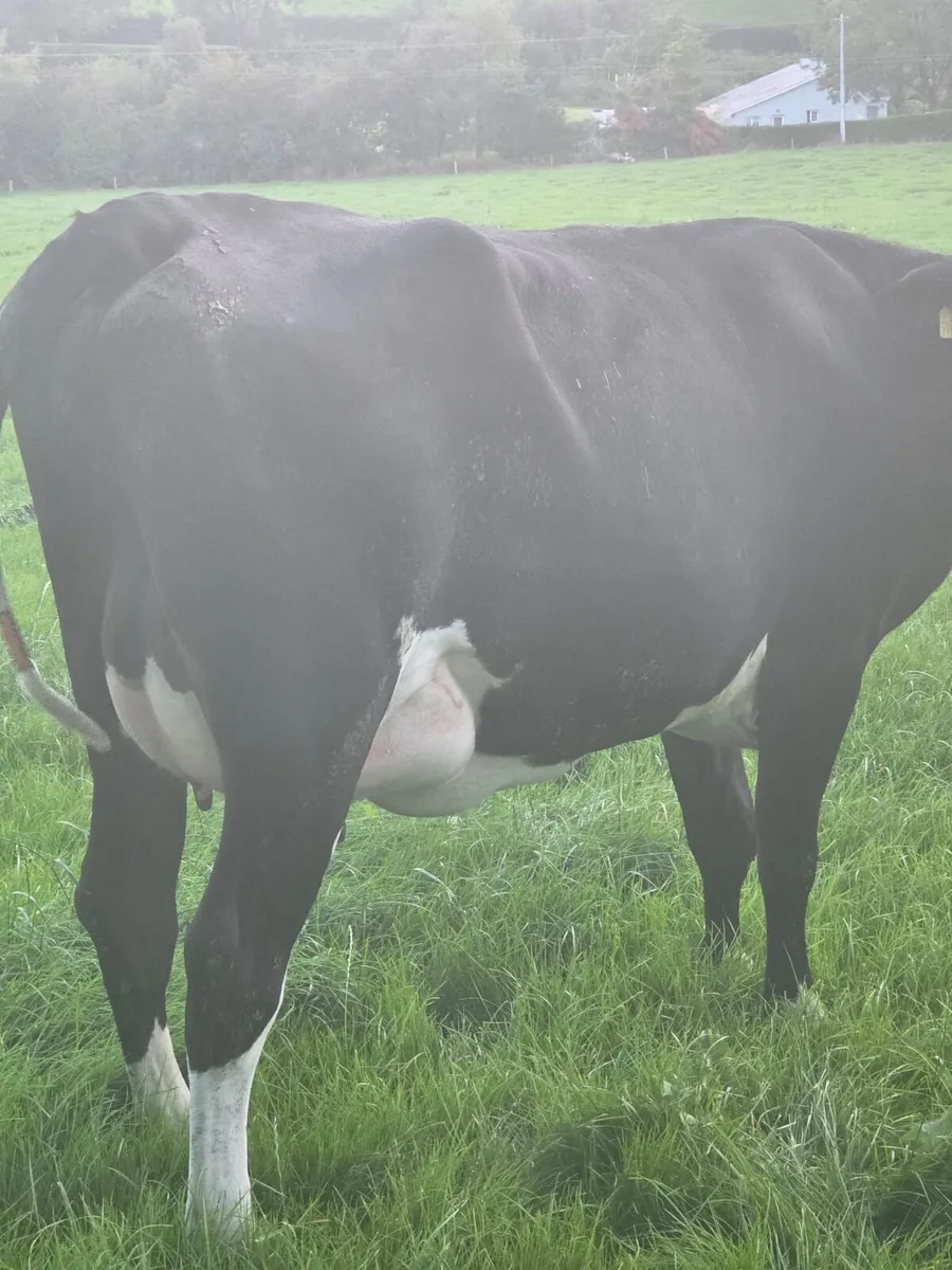 Calved heifer with 3 teats - Image 2