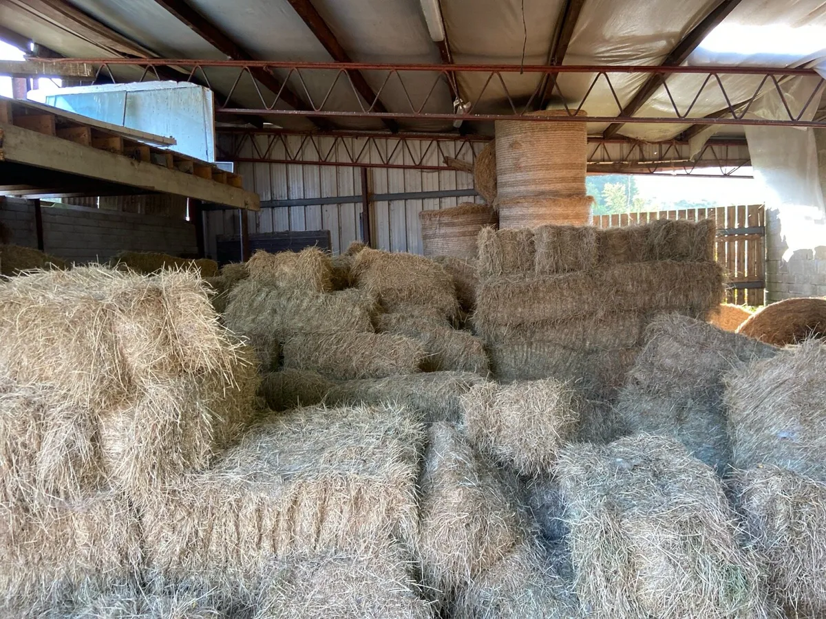 Hay