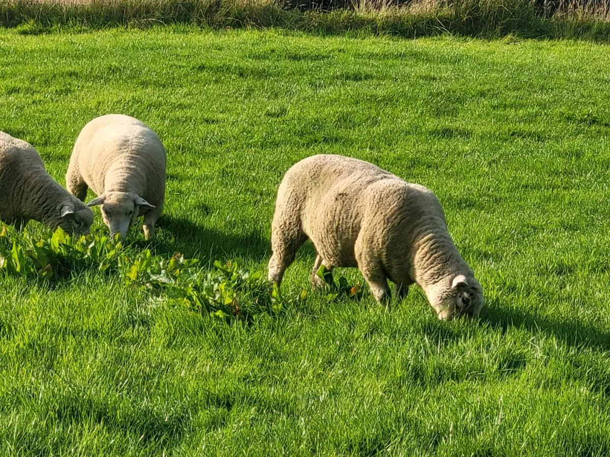 Sheep - Image 2