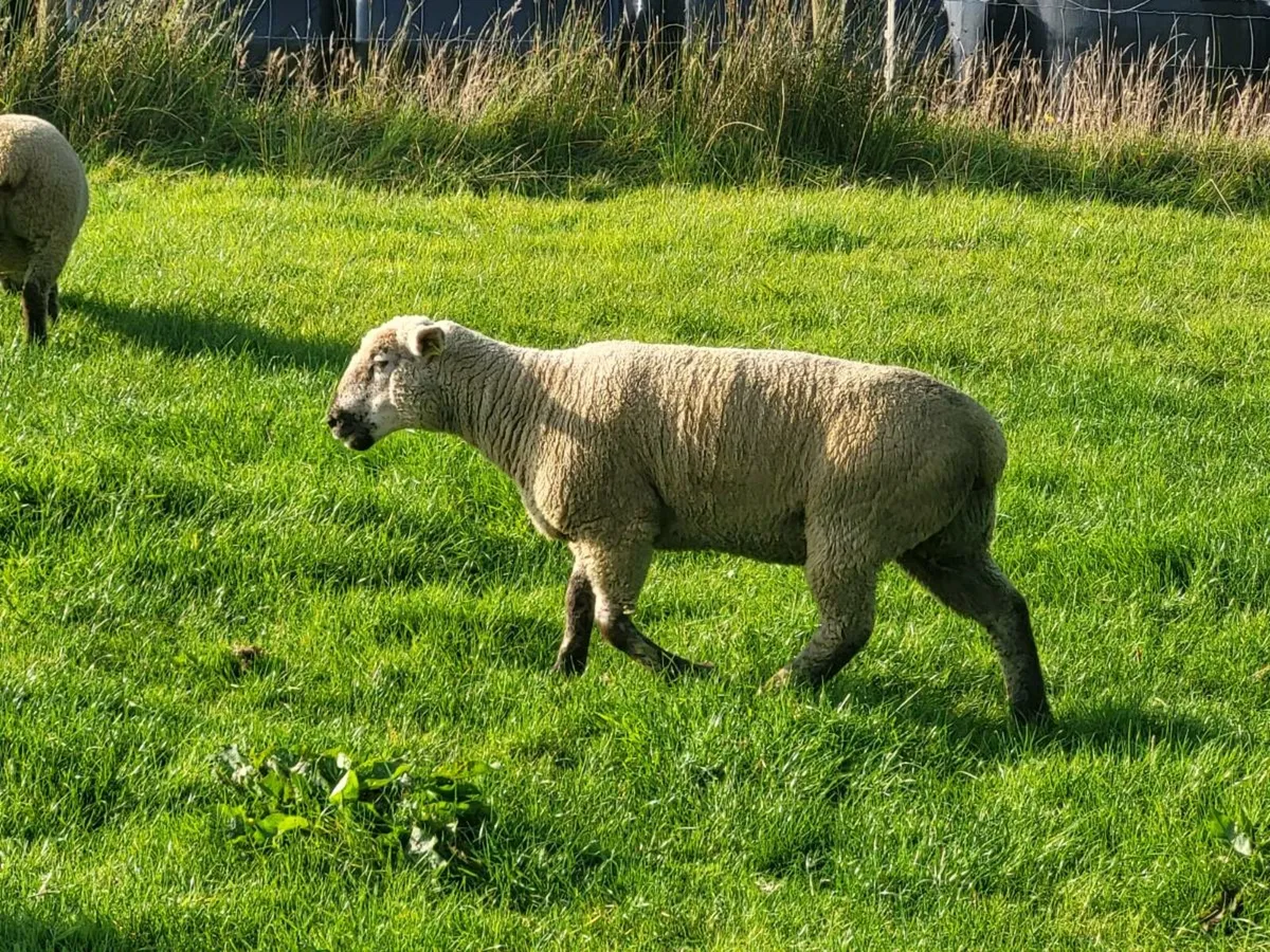 Sheep - Image 3