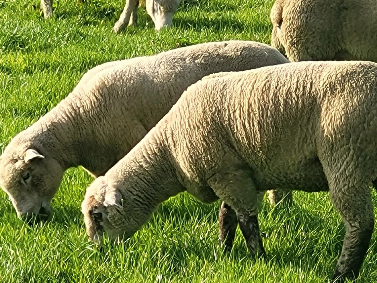 Sheep - Image 4