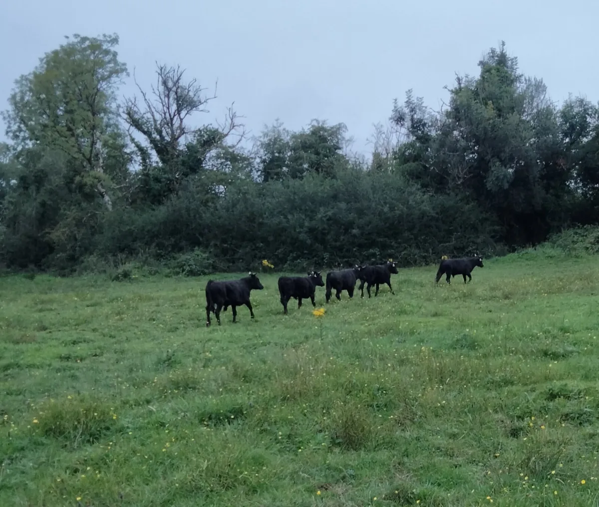 Dexter Bullocks - Image 1