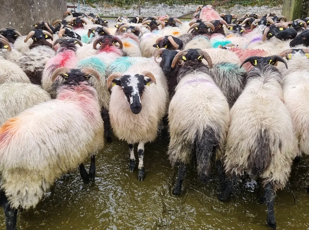 Store ram lambs