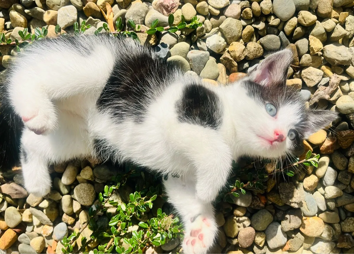 Three little indoor kittens - Image 4