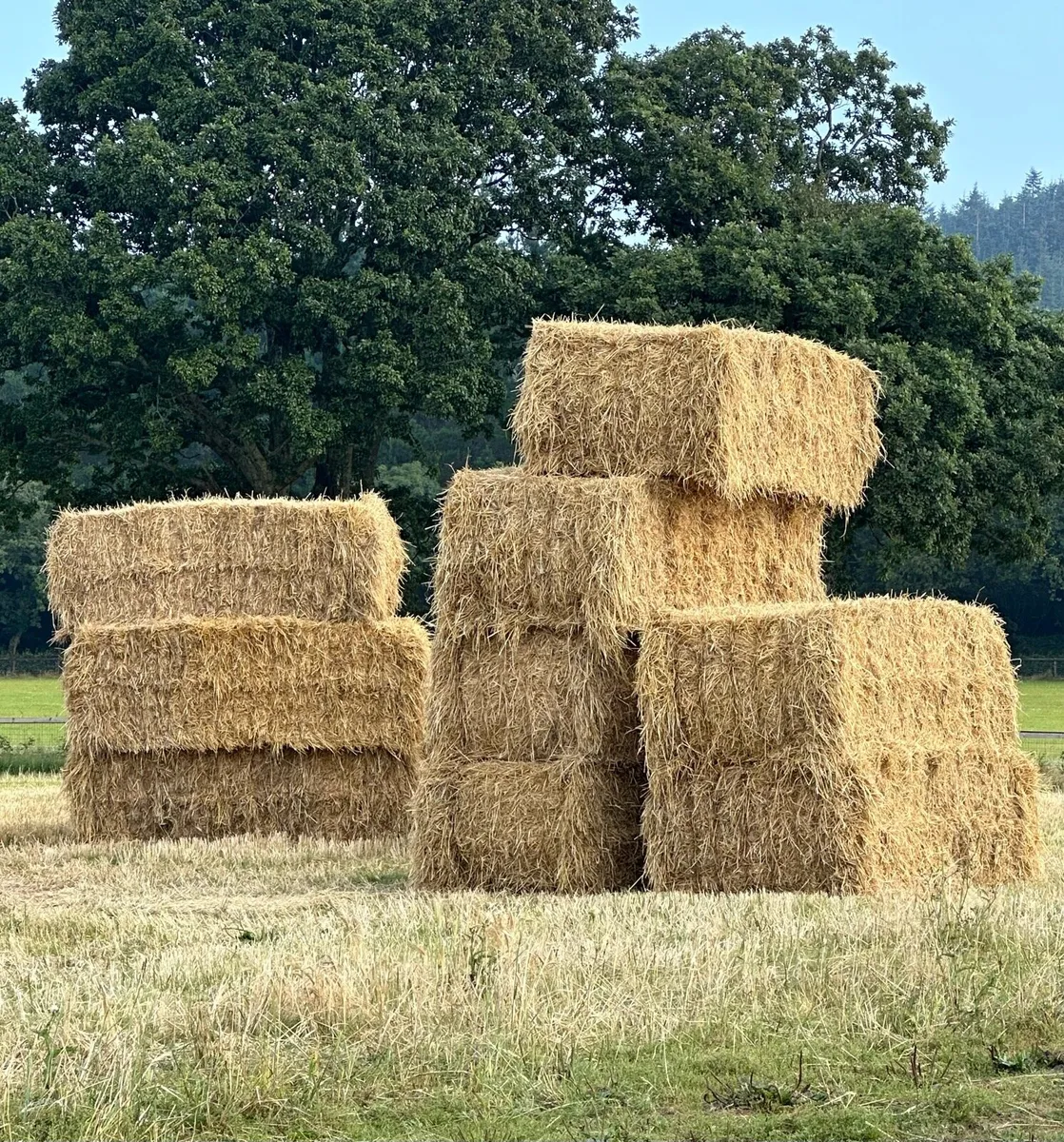 Barley Straw - Image 1
