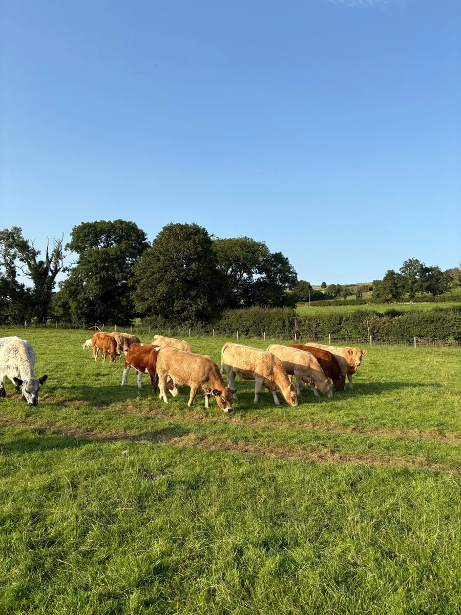 Fully organic heifers Blessington Mart August 21st - Image 1