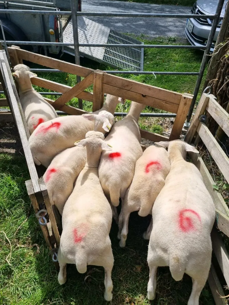 Easycare Ewe Lambd - Image 1