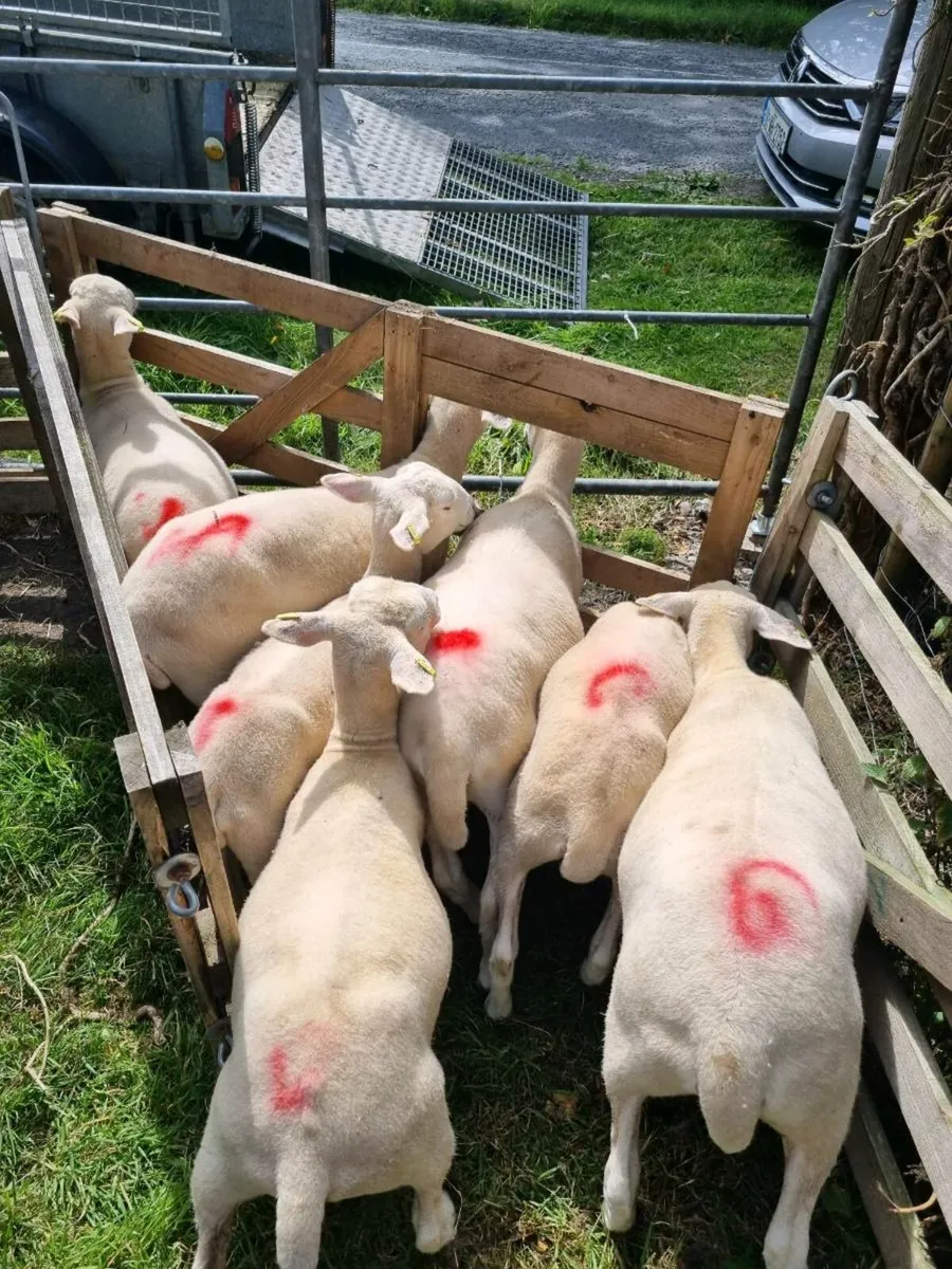 Easycare Ewe Lambd - Image 2