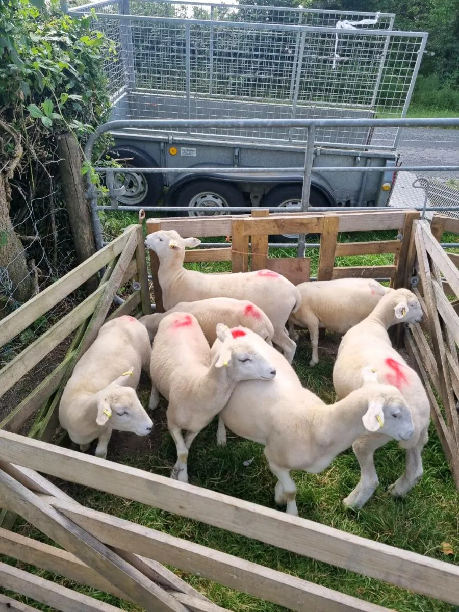 Easycare Ewe Lambd - Image 3