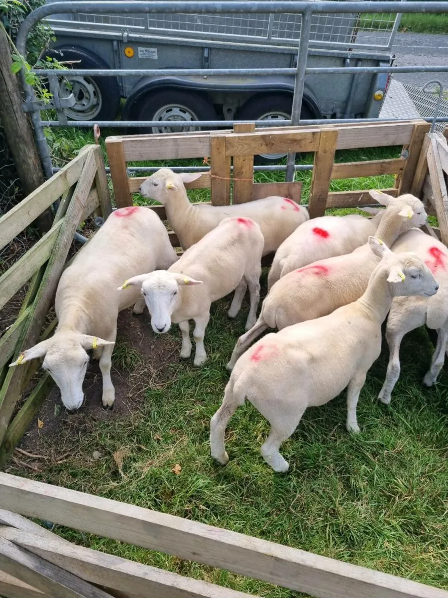 Easycare Ewe Lambd - Image 4