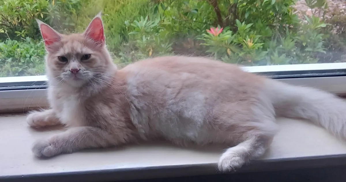 PB Maine Coon Kittens avaliable - Image 2