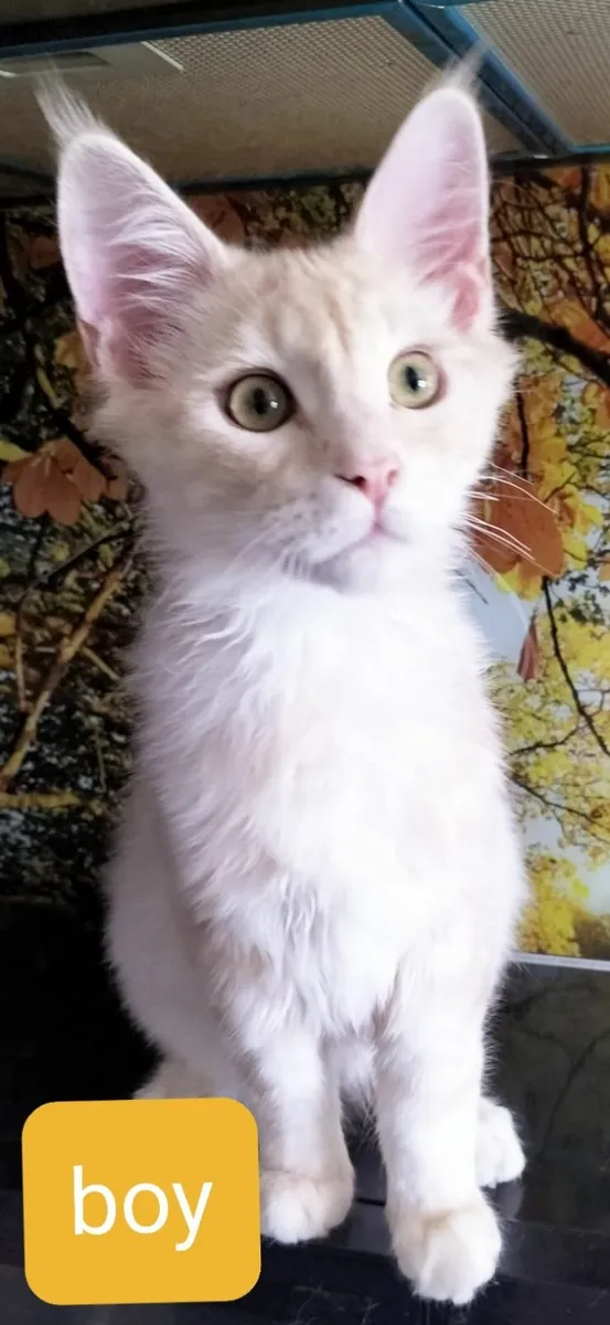 PB Maine Coon Kittens avaliable - Image 4