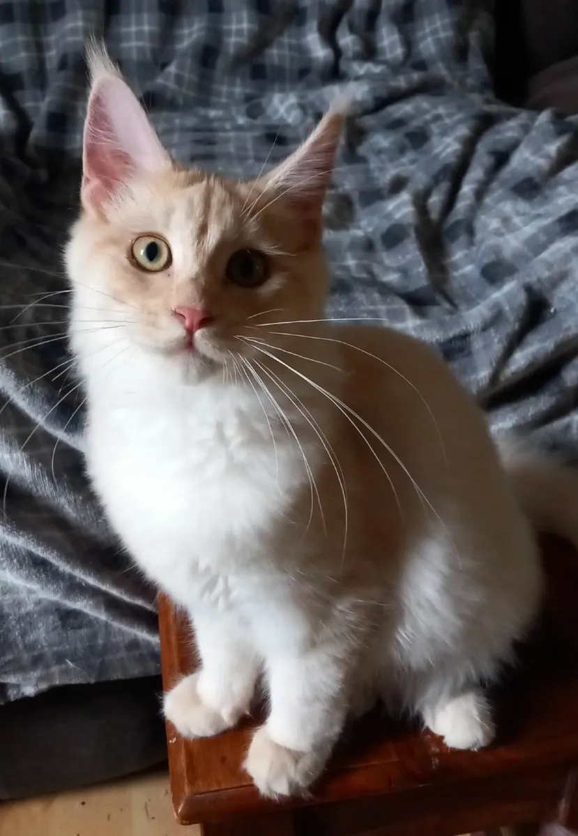 PB Maine Coon Kittens avaliable - Image 1