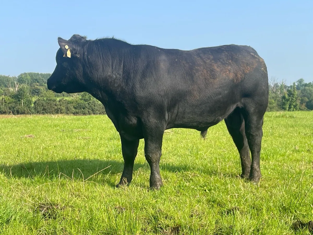 Pedigree Angus Bulls - Image 1