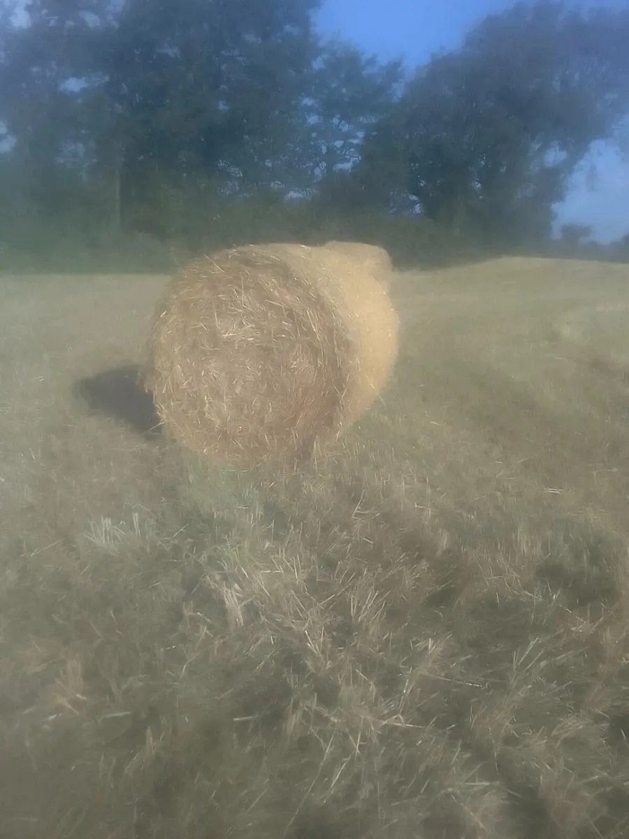 Barley straw