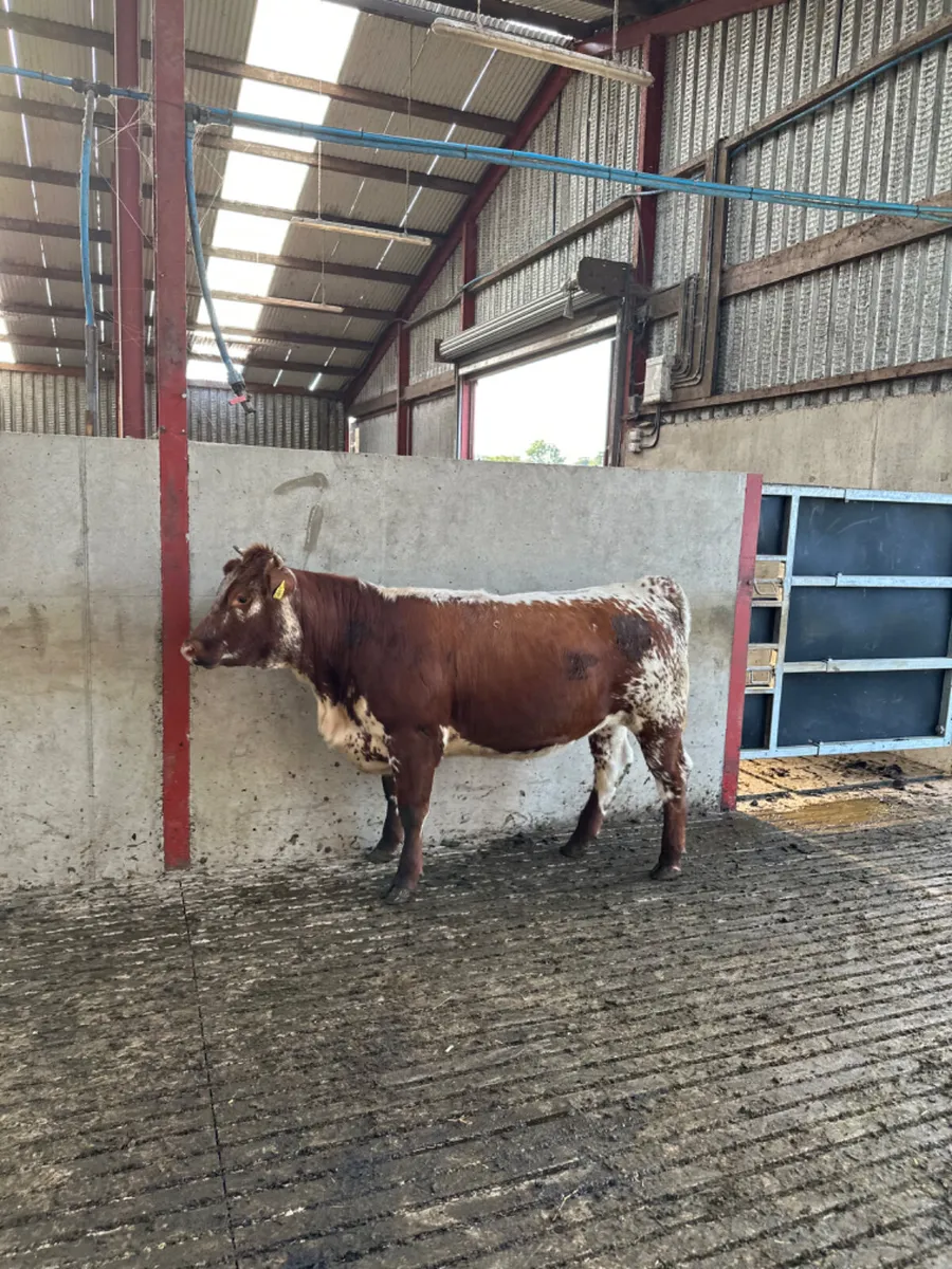 Red white speckle park heifer - Image 3