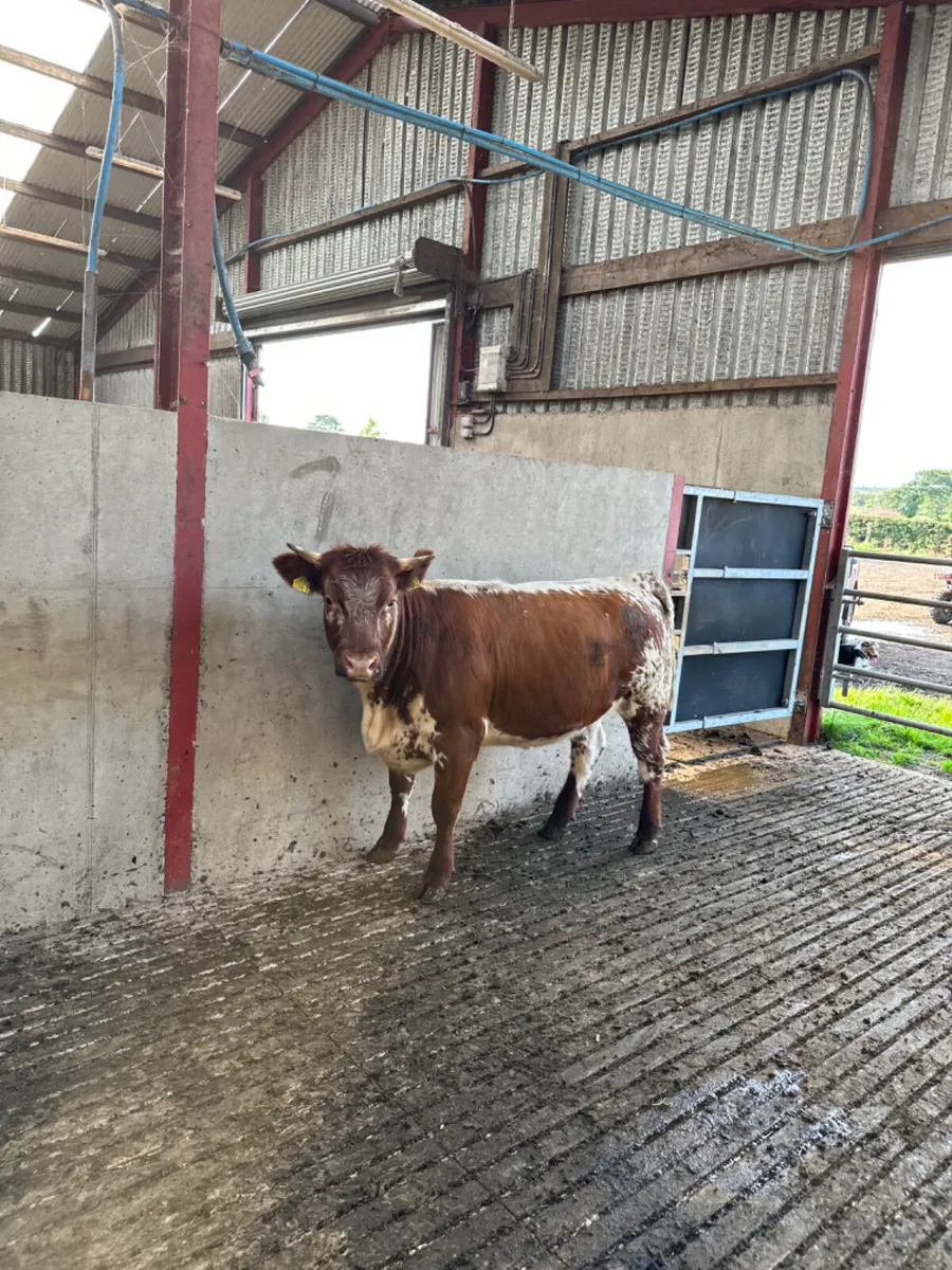 Red white speckle park heifer - Image 4