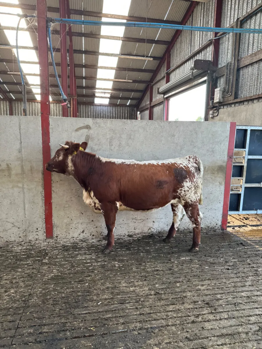 Red white speckle park heifer - Image 2
