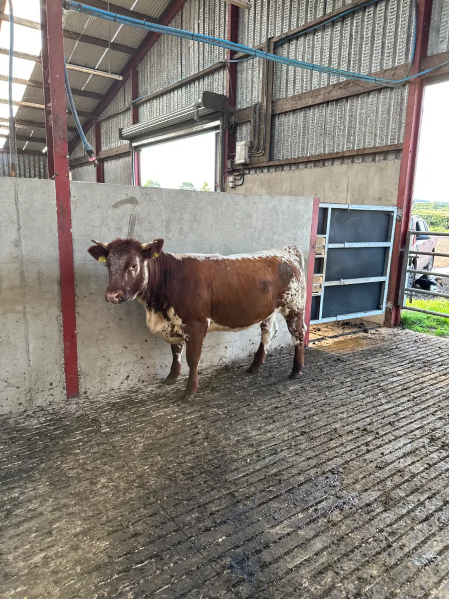 Red white speckle park heifer - Image 1
