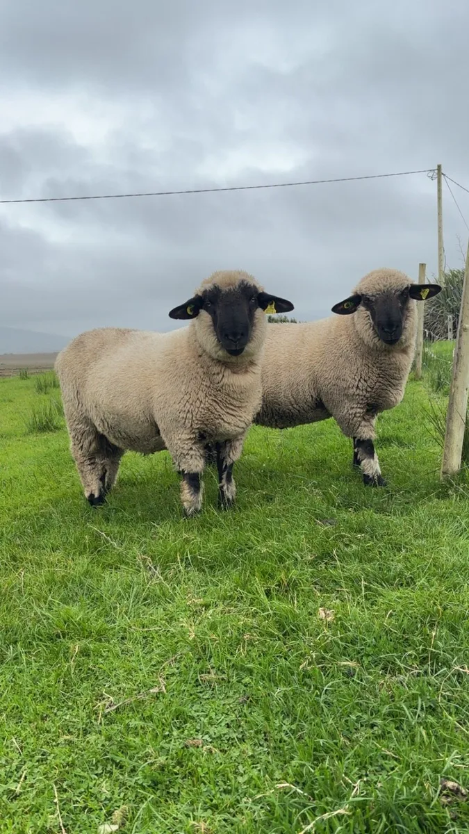 PBNR Hampshire Down Ram Lambs (Genotyped) - Image 1