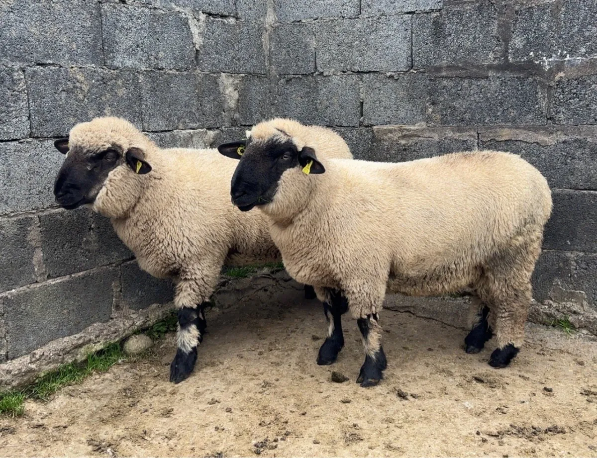 PBNR Hampshire Down Ram Lambs (Genotyped) - Image 3