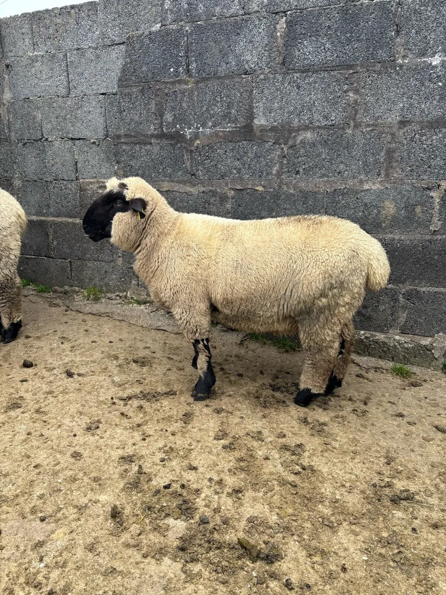 PBNR Hampshire Down Ram Lambs (Genotyped) - Image 4