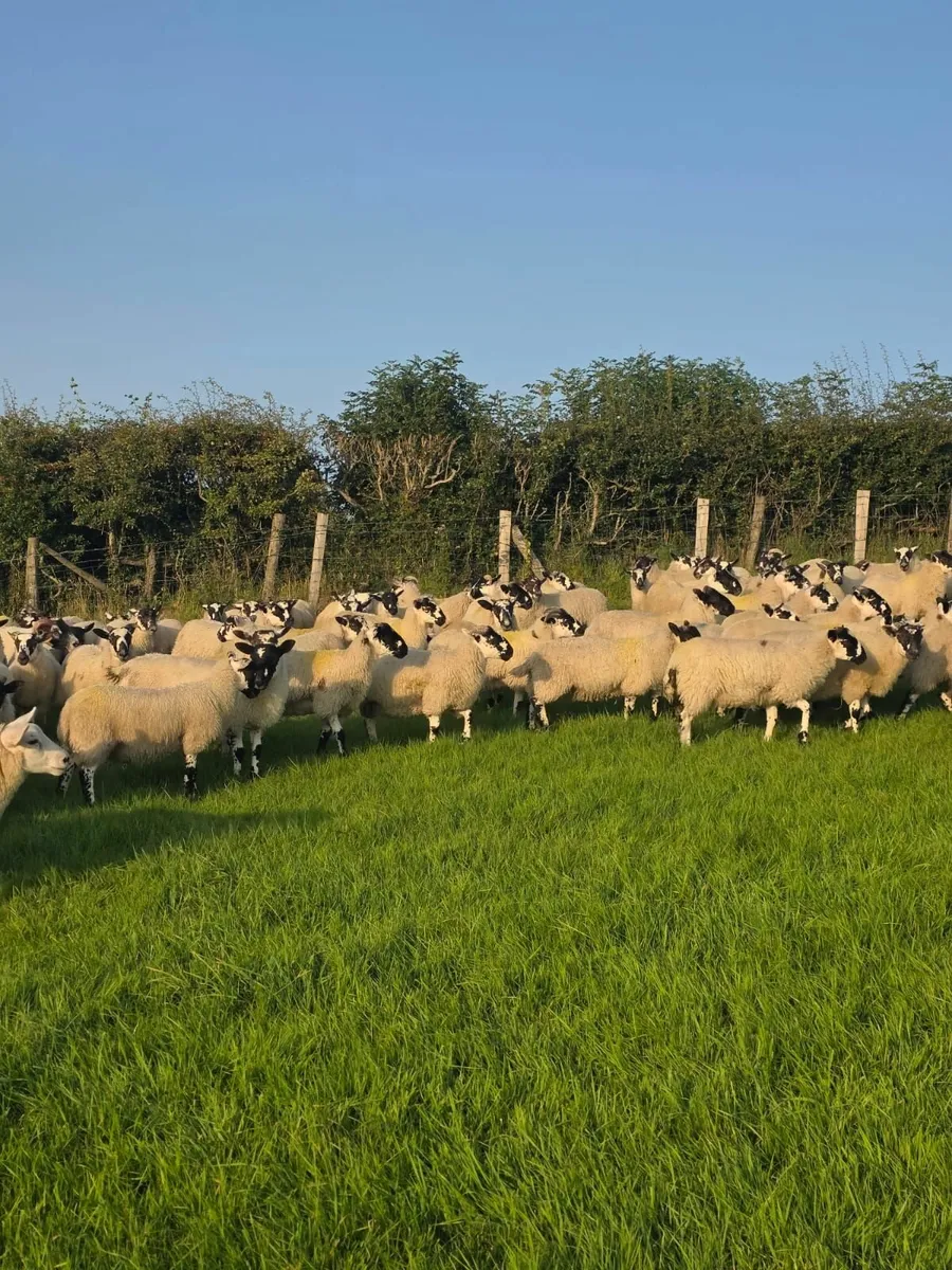 Mule Store Lambs - Image 1