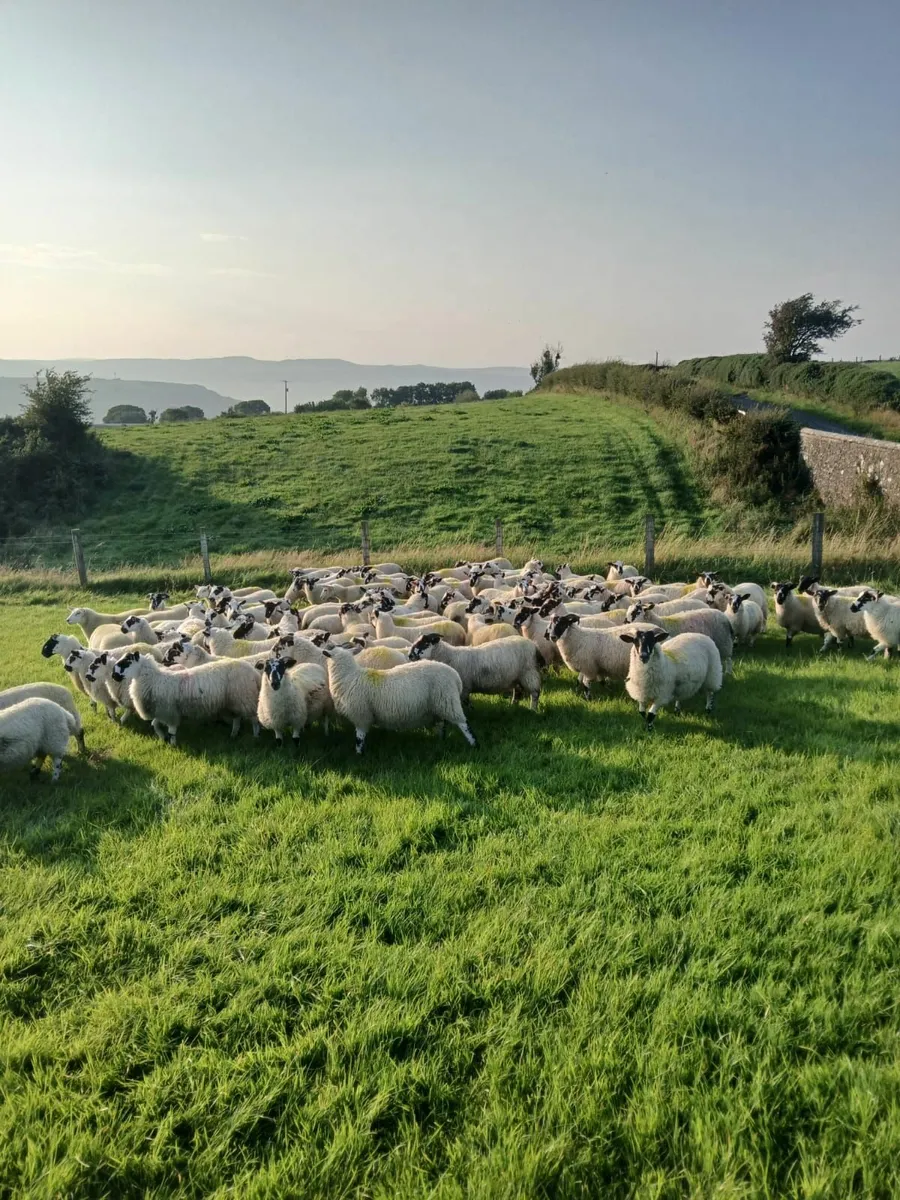 Mule Store Lambs - Image 2