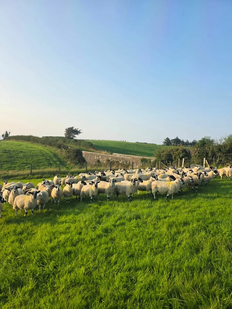 Mule Store Lambs - Image 3