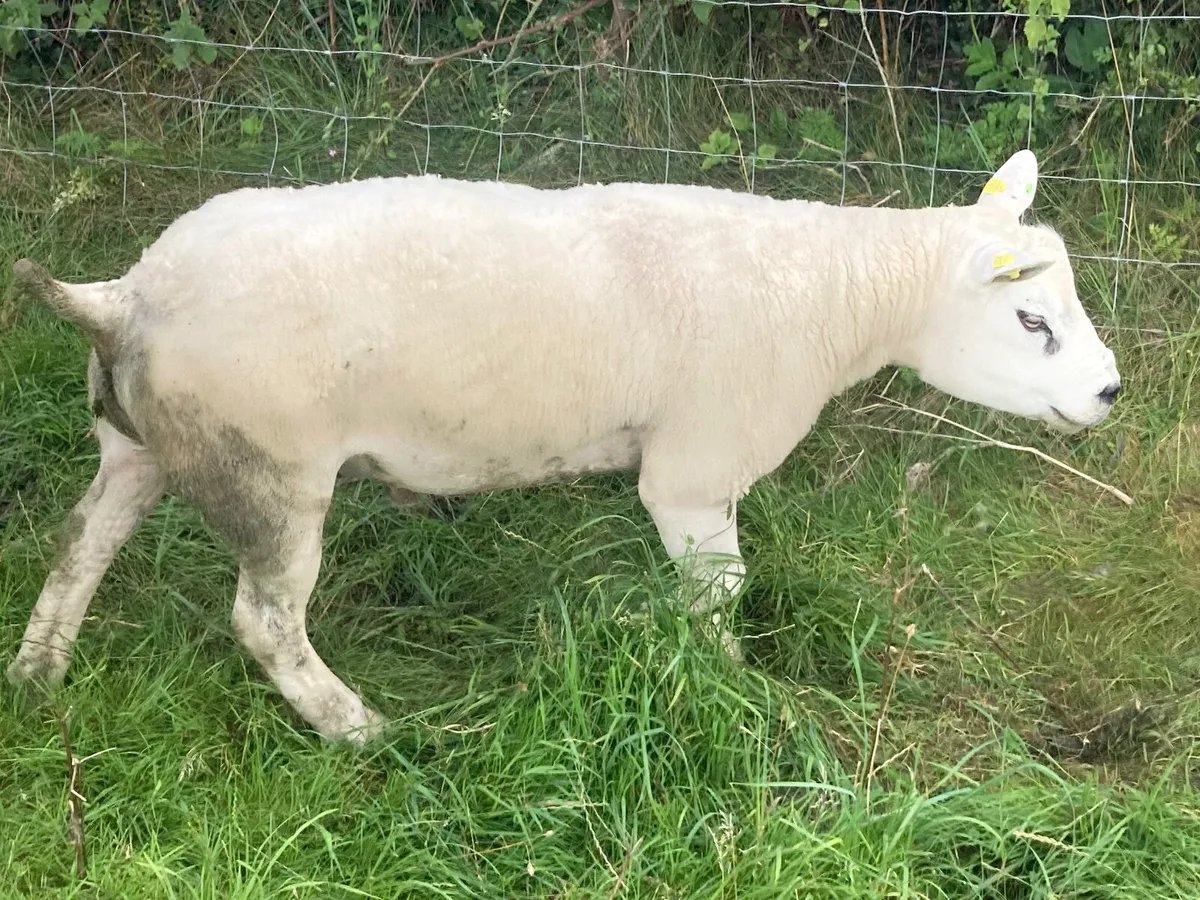 Texel rams - Image 2