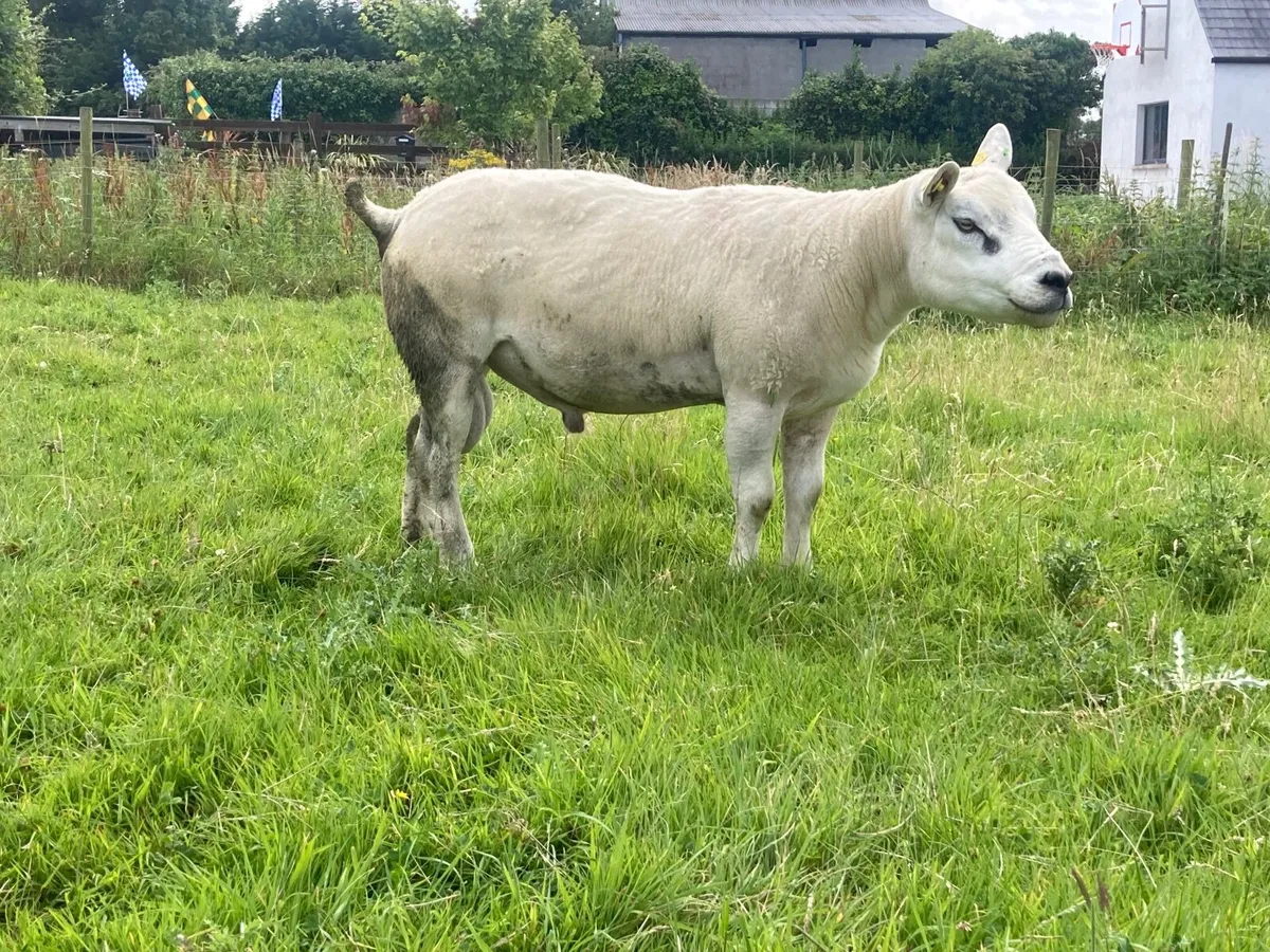 Texel rams - Image 1