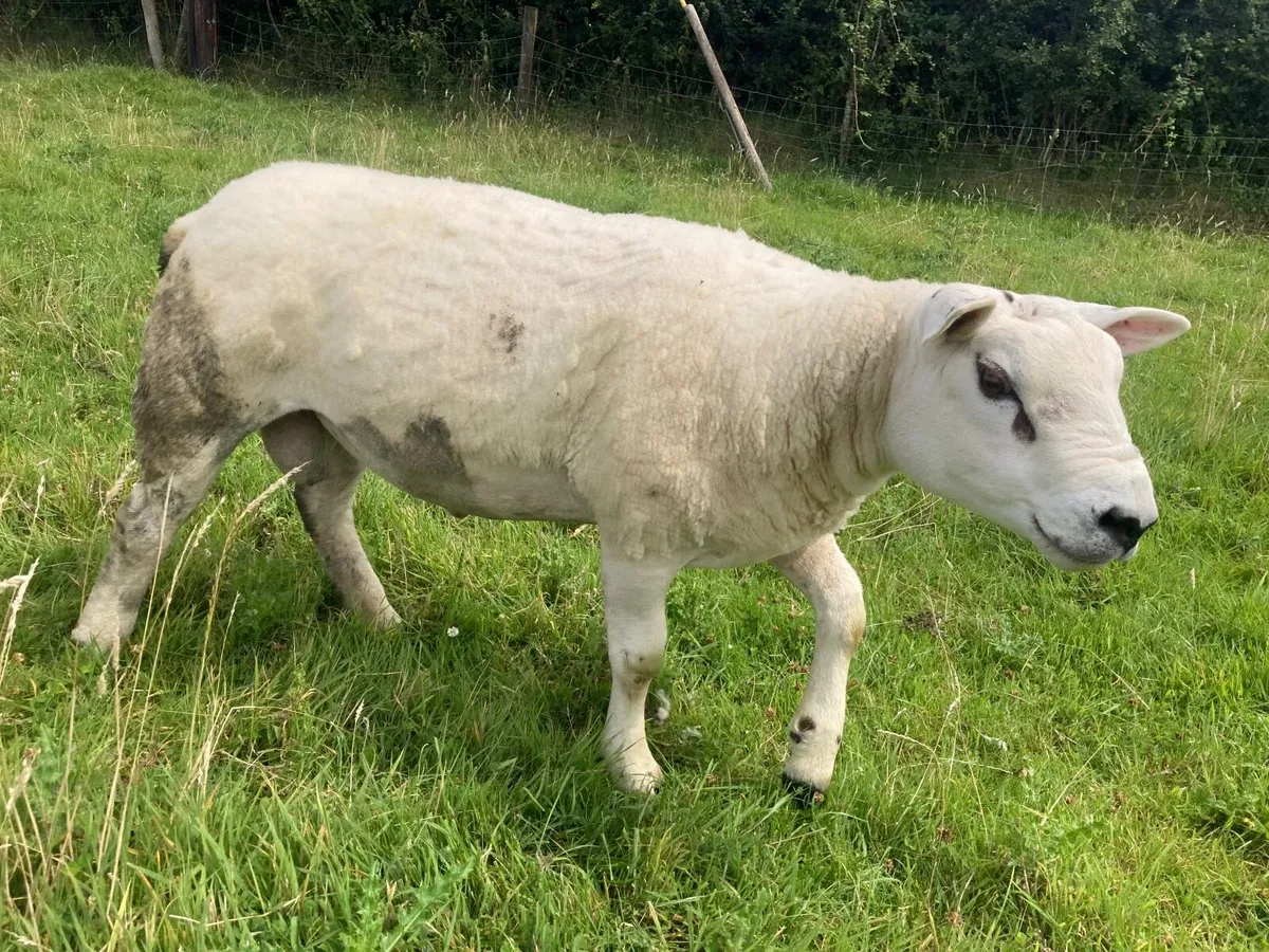 Texel rams - Image 4