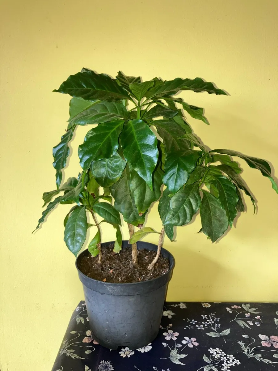 Coffee plant indoor foliage houseplant