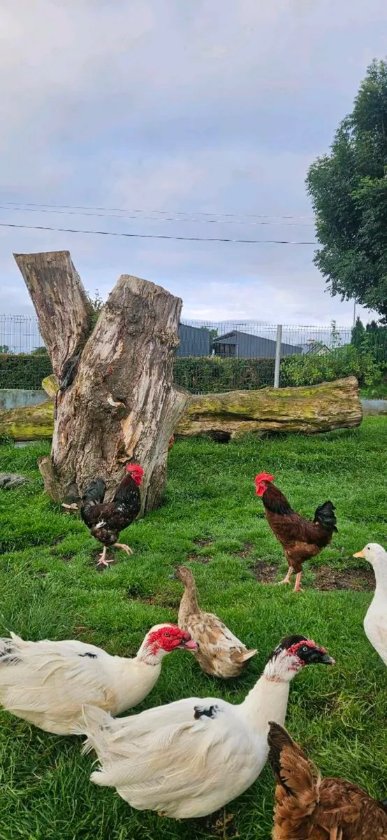 1 year old roosters FREE - Image 1