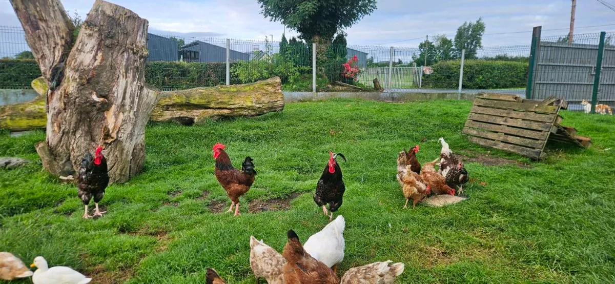 1 year old roosters FREE - Image 2