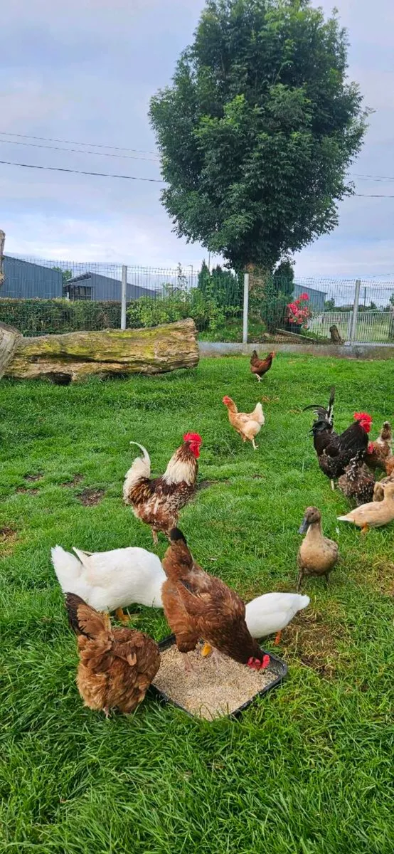 1 year old roosters FREE - Image 3