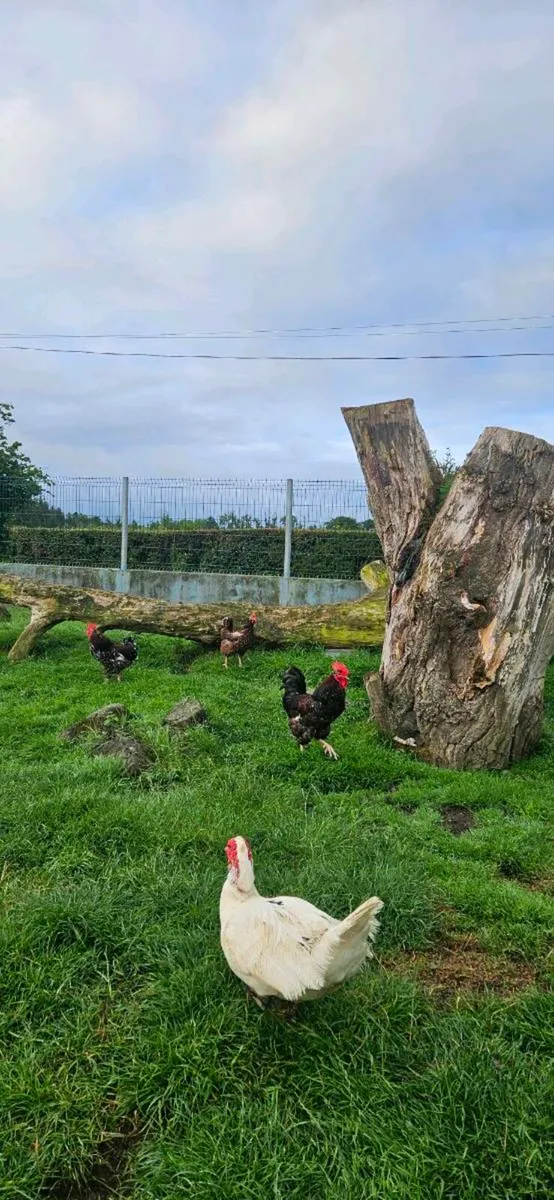 1 year old roosters FREE - Image 4