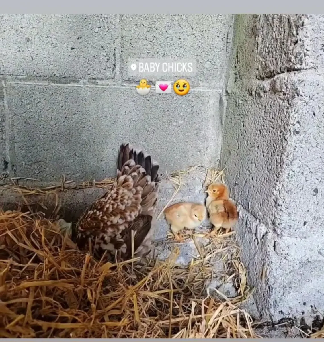 Chickens - Image 1