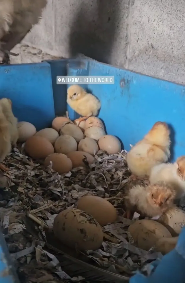 Chickens - Image 2