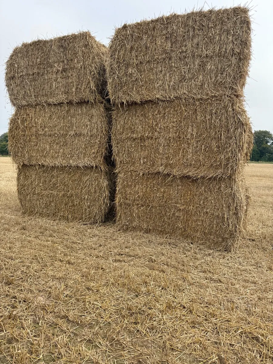 8X4X4 wheaten straw - Image 1