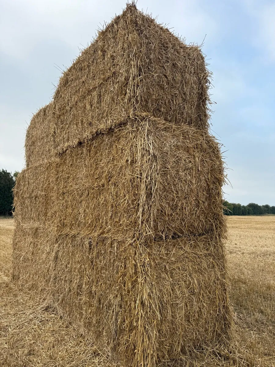 8X4X4 wheaten straw - Image 2